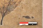 Foto (Detailansicht) von Plantae indet.  (NHMW-GEO-2024-0188-11411)
